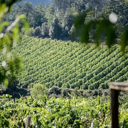 Fattoria Di Gratena Arezzo